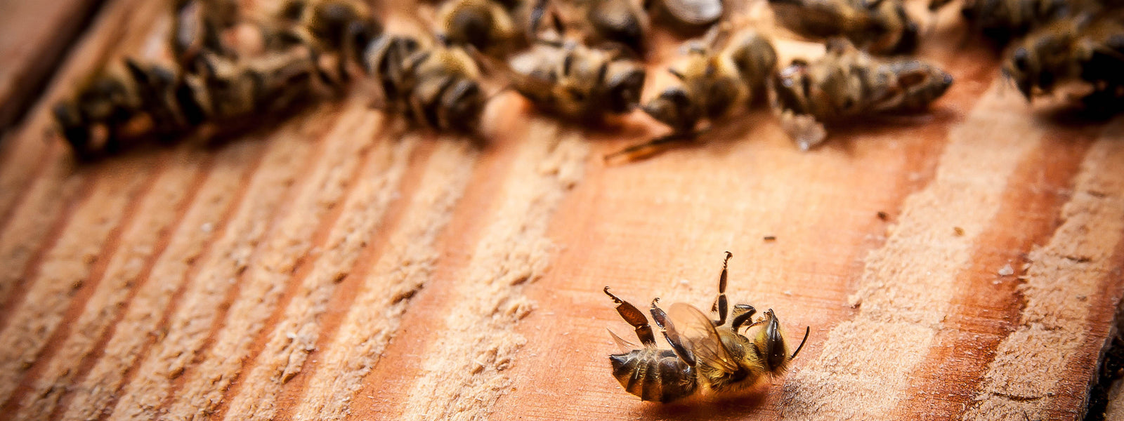 Worst Case Szenario: Eine Welt ohne Bienen