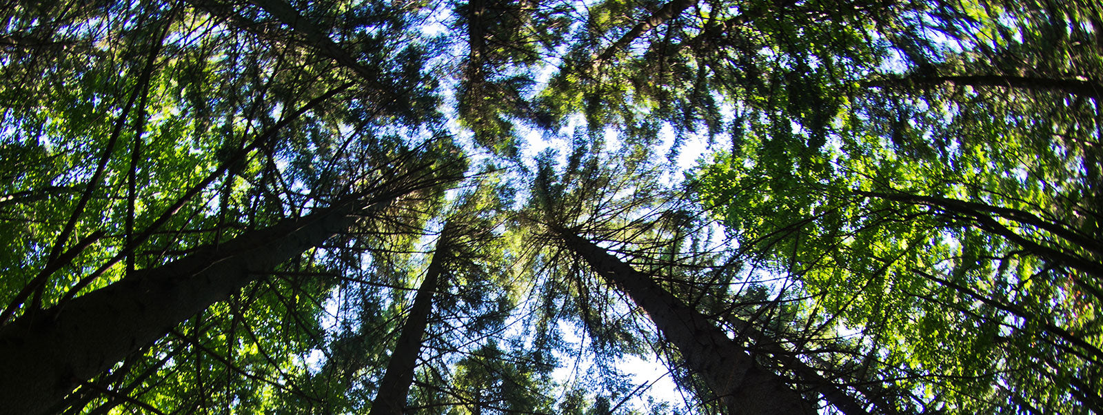 Ohne Wälder geht nichts auf der Erde – Grund genug, sie zu schützen
