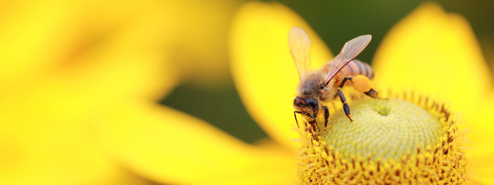Damit es wieder summt und brummt: Bienenfreundliche Pflanzen für Garten und Balkon
