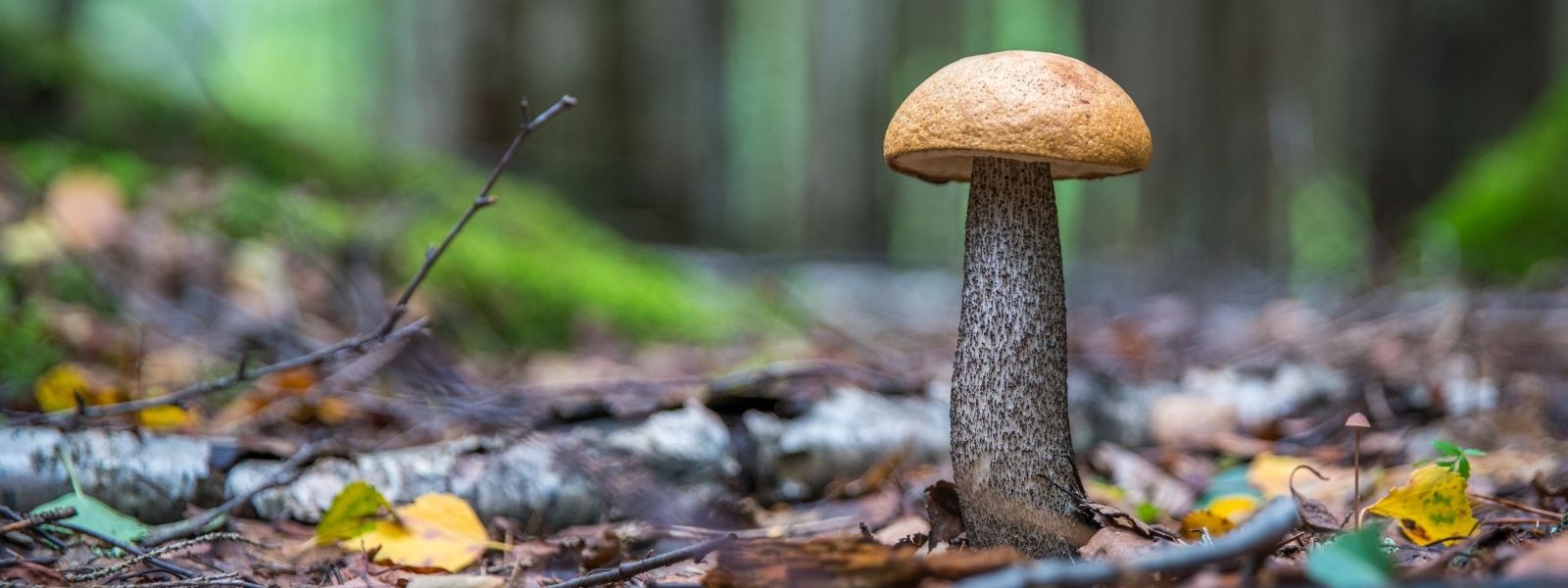Pilze sammeln | Tipps und worauf man achten sollte