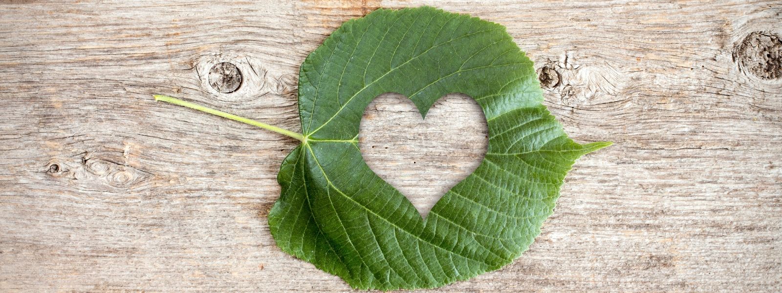 Was bedeutet Nachhaltigkeit: verstehen, bewegen, nachhaltig leben