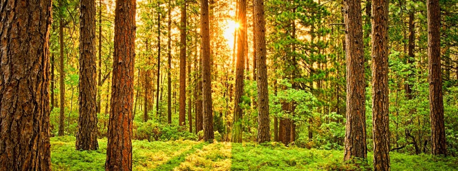 Waldbaden: ideal zur Entschleunigung